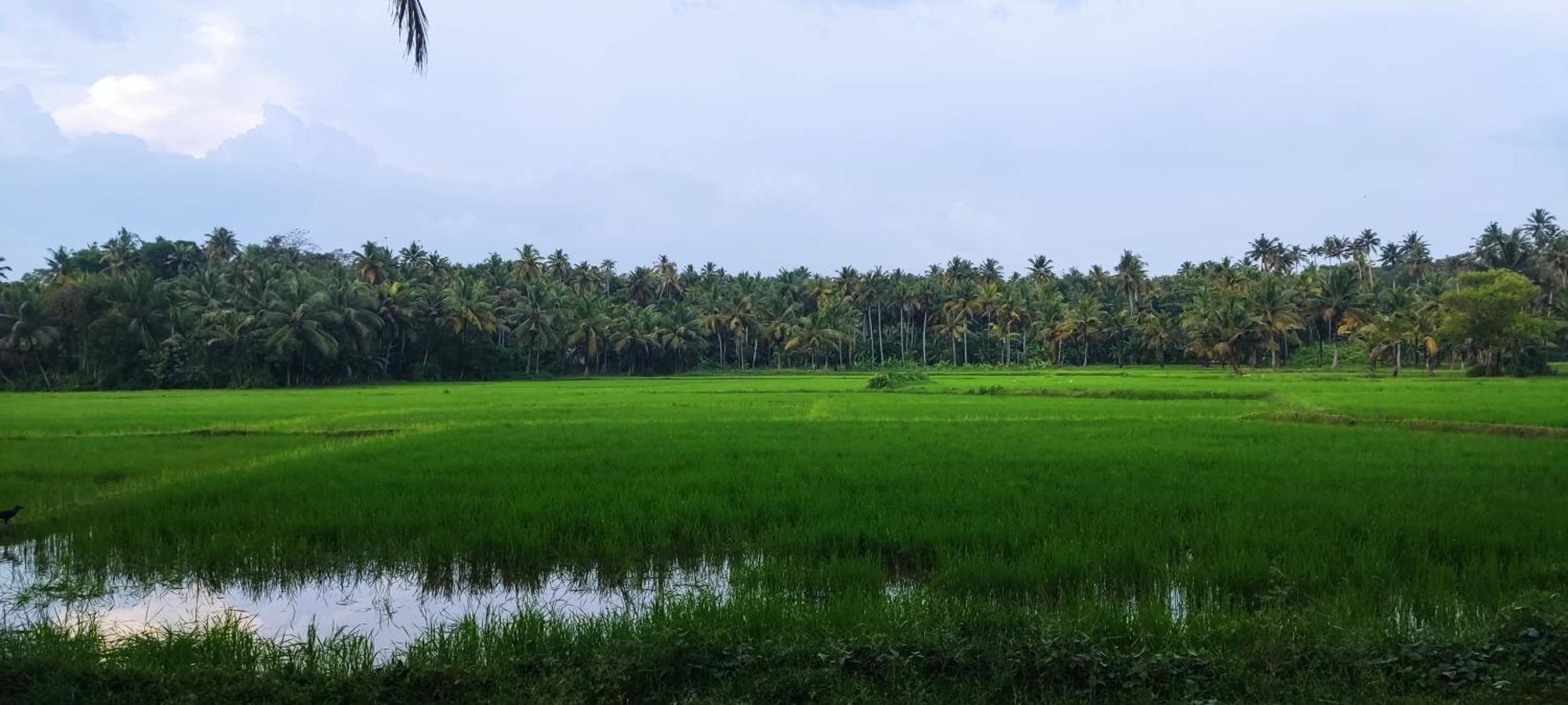 Paddy Farm Beach Resort Odayam Varkala Exterior foto